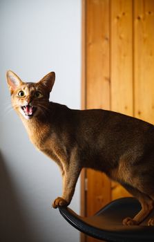 verry cool and wounderful young abyssinian cat photo