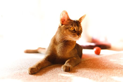 verry cool and wounderful young abyssinian cat photo