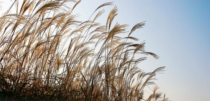 Tall Grass at Sunset nice background and with copy space