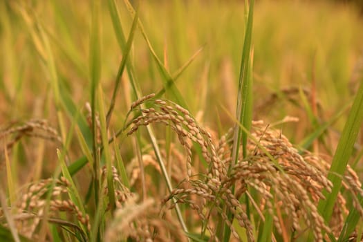 close-up shot of a Rice with copyspace ready to harvest