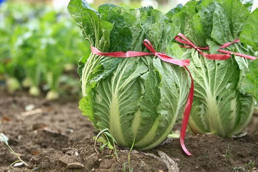 close up shot of cabbage crop in field
