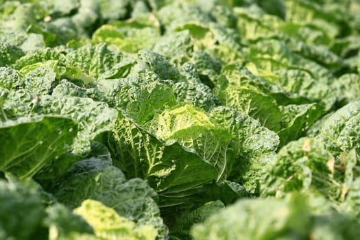 close up shot of chinese cabbage at field