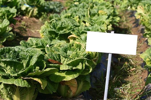 Blank placard in field of cabbage crop- ready for commercial use