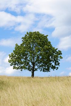 lonely tree on summer meadow and blue sky