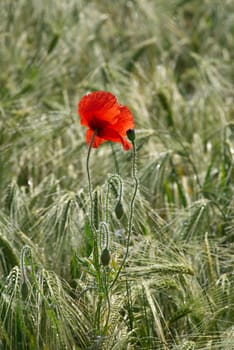 Red poppy on the ear field. Close up