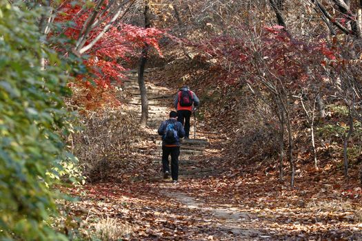 Two men trekking going through forest dring autumn