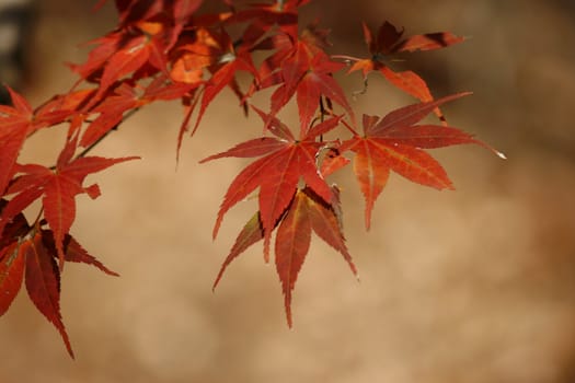 maple leaf during autumn in october with nice color