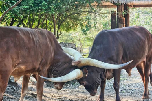 Two Ankole cattle embraced in a fight of their land