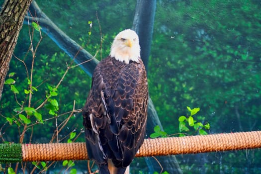 A single bald eagle sitting on a rope branch