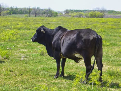 A lone cow out in a grassy field