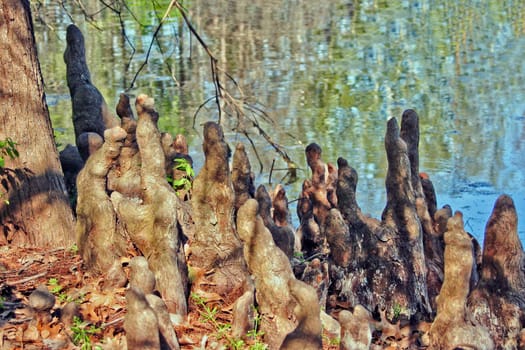 Cypress Knees of Bald Cypress trees in a swamp