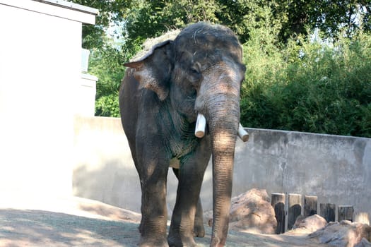 A single elephant that is standing watch over his grounds