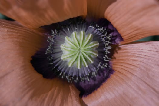 A close up of the center of a flower which is called a Stigma