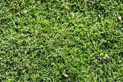A great grass texture or background
