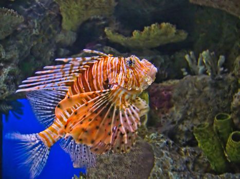 A picture of the deadly and rare Lion Fish