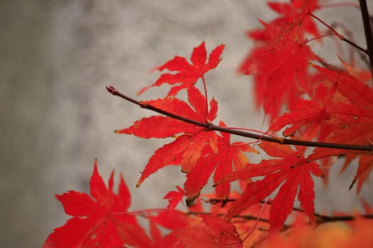 October Leaf fall colors with nice soft background