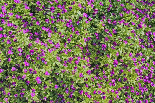 A background of purple flowers