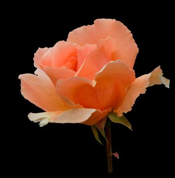 Romantic rose, variety "Just Joey", peachy pale orange color isolated on black with clipping path