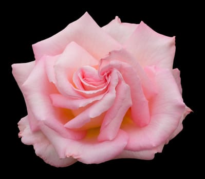 Romantic pink rose, isolated on black with clipping path