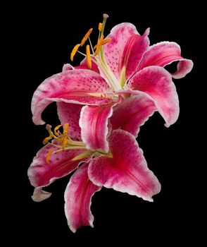 Two upturned Stargazer lily flowers in close-up, isolated on black with clipping path