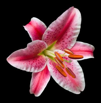 Single Stargazer lily flower in close-up, isolated on black with clipping path