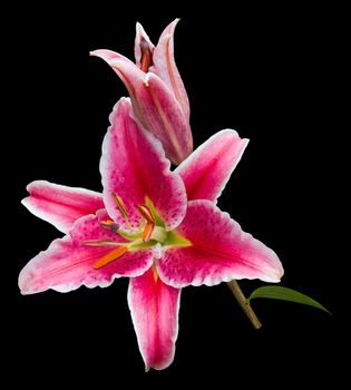Stargazer lily spray, with open flower, bud and leaf, isolated on black with clipping path