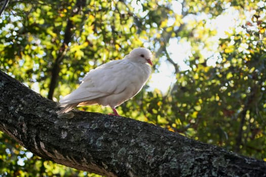 A single white dove sitting on a tree branch