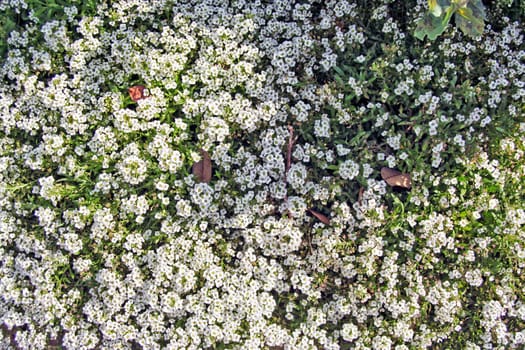 A background of white flowers