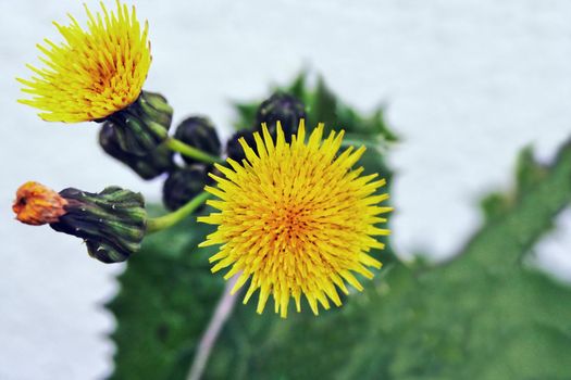 A cluster of yellow dandelions in bloom