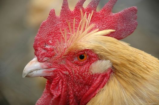 Close up of a rooster. The roster seams very angry.