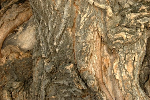 close-up of log covered with bark
