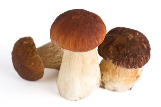 three forest mushrooms, isolated, shallow DOF