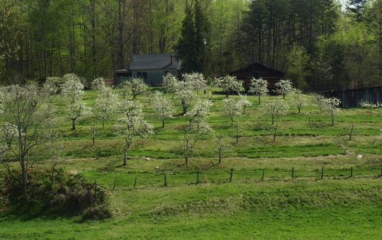 Apple trees in bloom on a rural farm during the spring