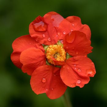 Closeup of orange flower with water drops