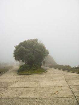 foggy scenery with tree and human silhouette in the distance infront a nice pathway
