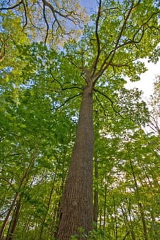 tree seen from below with bark visible and the nice green leaves against blue sky
