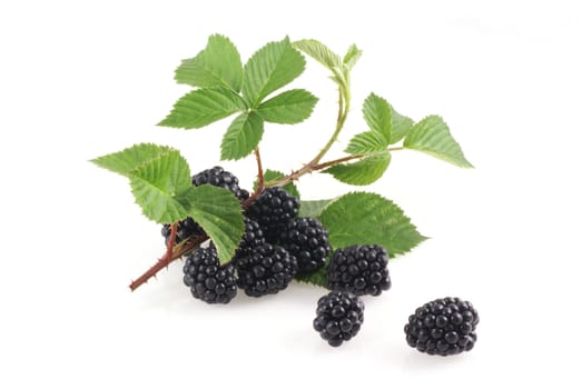 Bunch of blackberries with branch isolated on white.            