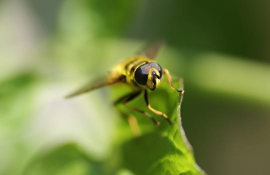 Wasp looking right at the camera.             
