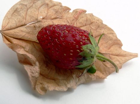 dry leaf and berry
