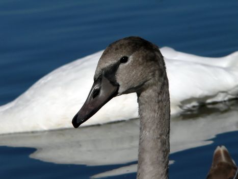 Gray swan swimming on lake