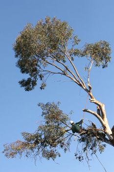 A large tree is being cut down by a man suspended ropes.