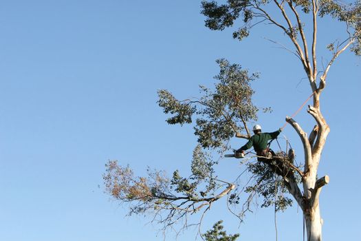 A large tree is being cut down by a man suspended ropes. A large branch is falling