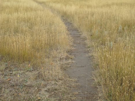 Foot path through grassland of American West