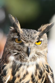 Close up of a royal owl. Very detailed - you can see every feather.