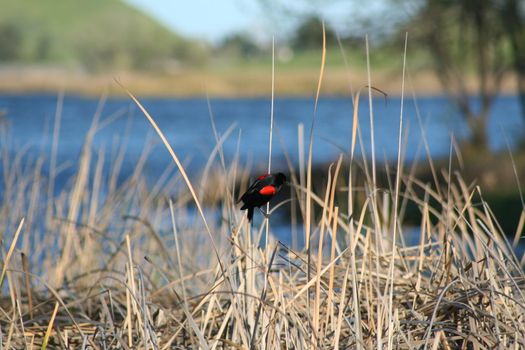 Small vivid bird sitting on a plant.