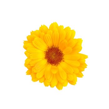 Orange flower of a calendula on a white background