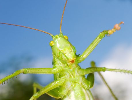 The green funny grasshopper on blue background