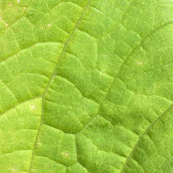 The surface of green leaf with foliage