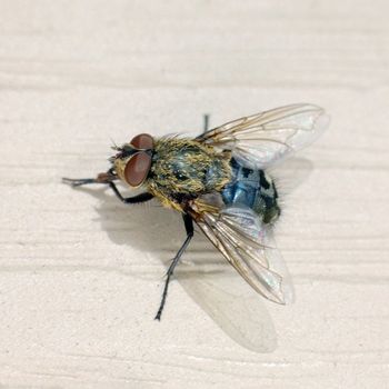 The macro shoot of small domestic fly