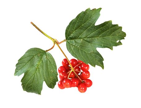 The berry of arrowwood on white background